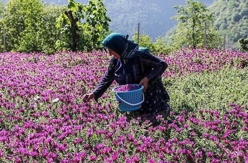 آغاز برداشت گل گاو زبان از مزارع بهشهر