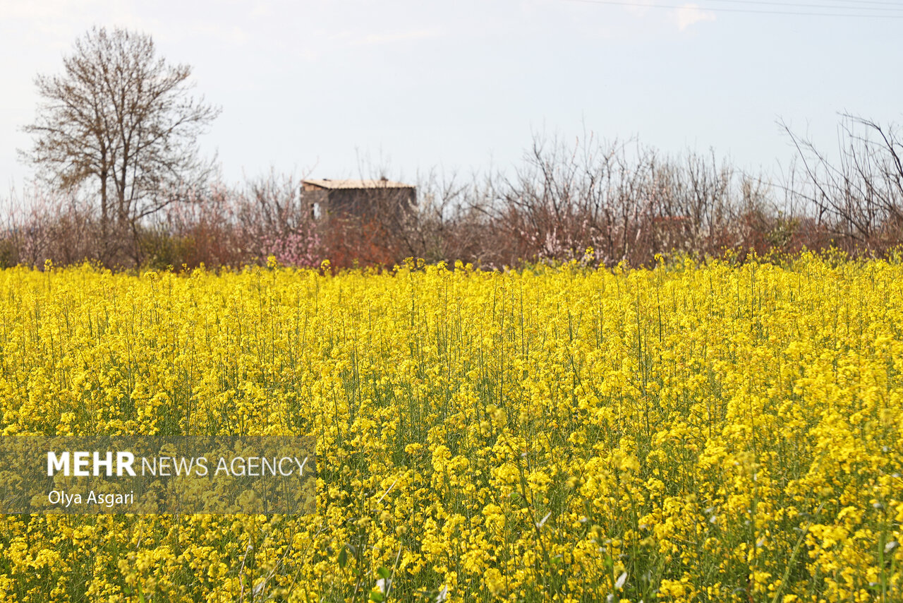 رنگین کمان رنگ ها در مزارع مازندران؛ دروی خوشه های طلایی کلزا