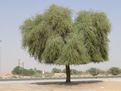 کاشت درخت مقاوم به گرما در شهرها