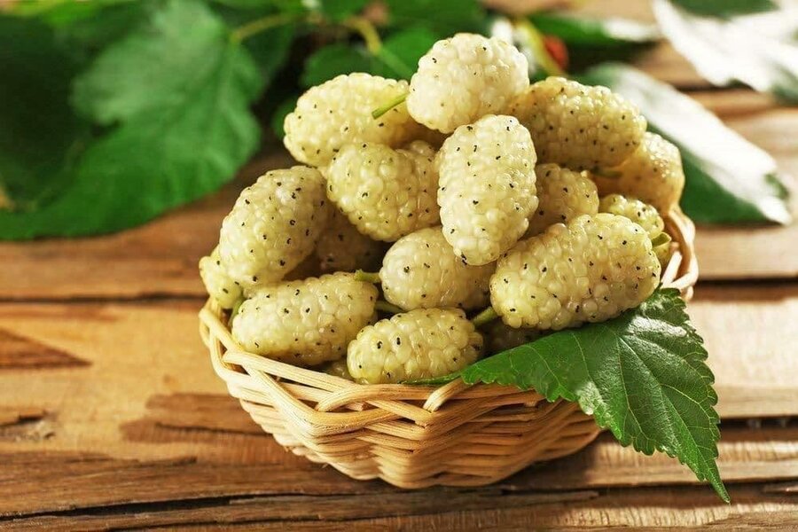 خواص و مضرات توت سفید ؛ توت سفید چه طبعی دارد و مصلح آن چیست؟