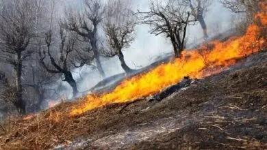 آتش باز هم به جان بمو افتاد/ با عوامل آتش‌سوزی‌ها برخورد جدی می‌کنیم