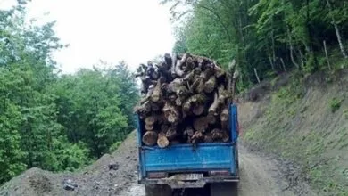 اینفوگرافیک؛ قاچاق چوب تهدیدی برای جنگل های شمال اینفوگرافیک؛ قاچاق چوب تهدیدی برای جنگل های شمال