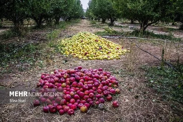 پایگاه اطلاع رسانی عکاسان